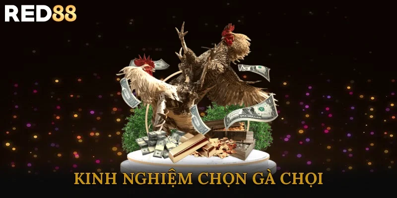 Kinh Nghiệm Chọn Gà Chọi