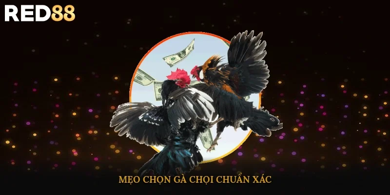 Mẹo chọn gà chọi chuẩn xác